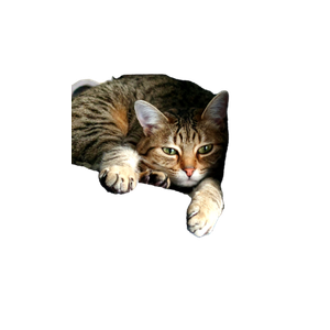 Close Up Of A Tabby Cat Lounging Comfortably On A Blue Chair, Showcasing Its Relaxed Demeanor. 16411 - Cat PNG image with transparent background